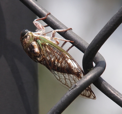 [A close right-side view of the nearly upside-down cicada holding the metal with its six tan-colored legs. The wings are green at the edge attached to the body. The veins in the wing are rust-colored while the rest is clear. One bulging blueberry-like eye is visible at the front of its head. The body is visible through the clear wing.]
